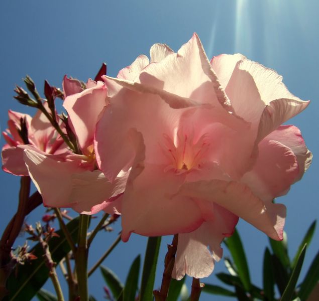 File:Heavenly Flower.-656.jpg