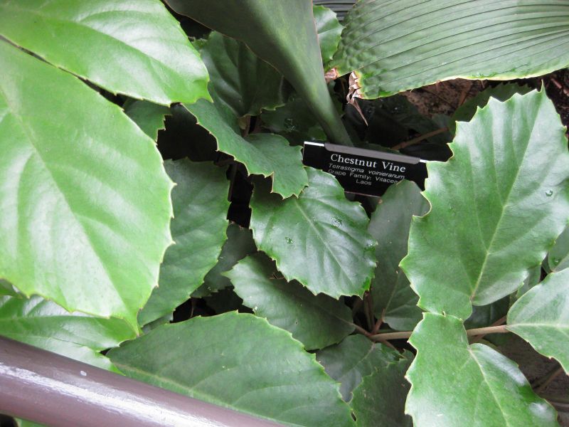 File:IMG 1041 bbg09.jpg