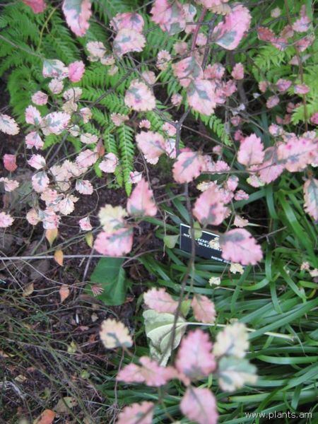 File:Nothofagus fusca-rainbow-IMG 7580 sfbg0308.jpg