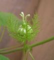 P. foetida bud