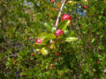Pomegranate leaves