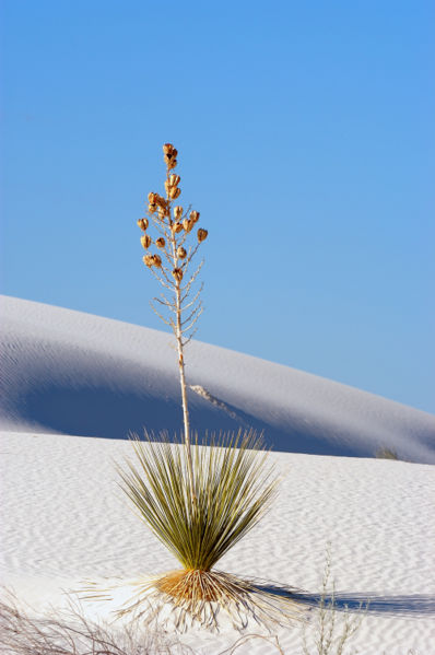 File:Soaptree yucca White Sands.jpg