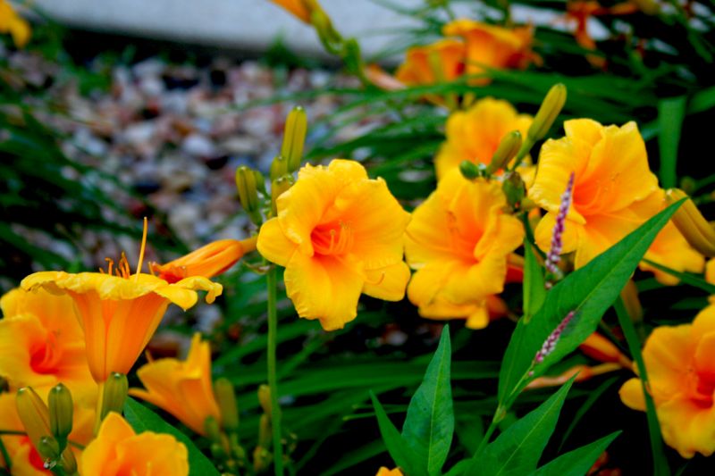 File:Unknown daylily in Michigan garden-9835.jpg