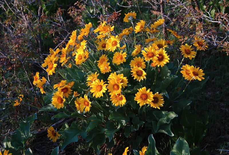 File:1024px-Arrowleaf balsamroot 0023.jpg
