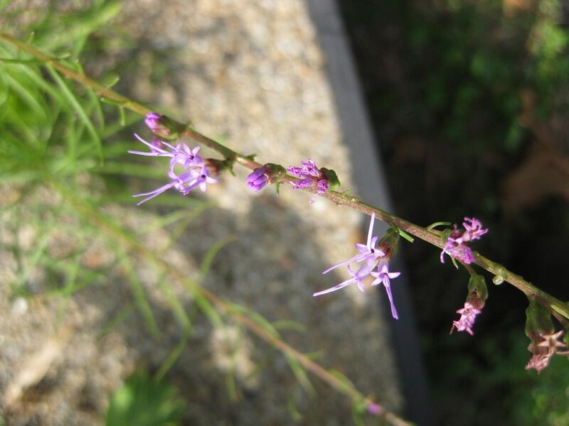 File:1024px-IMG 0582 bbg09.jpg