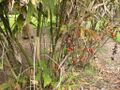 Thumbnail for version as of 09:56, 29 April 2025