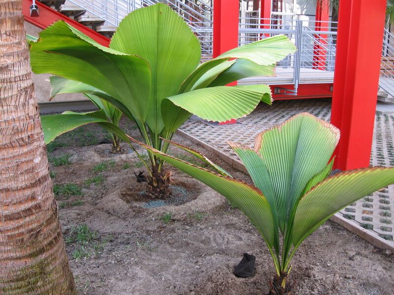File:1024px-Palm-11.jpg