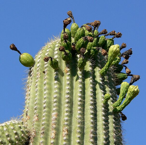 File:1033px-Carnegiea gigantea top.jpg