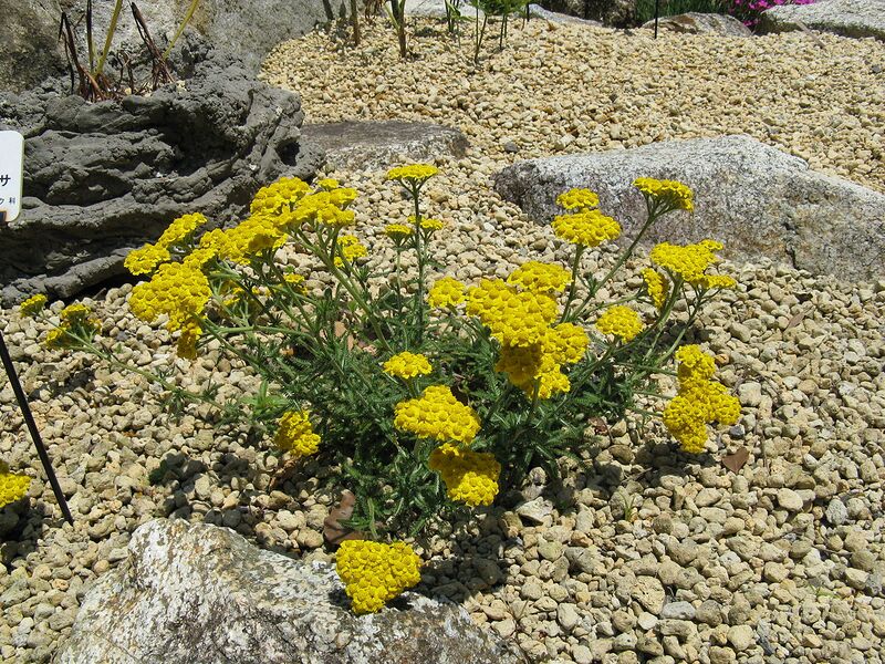 File:1280px-Achillea tomentosa1.jpg