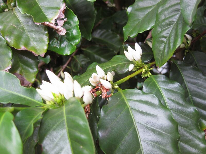 File:1280px-Gardenology.org-IMG 2710 rbgs11jan.jpg