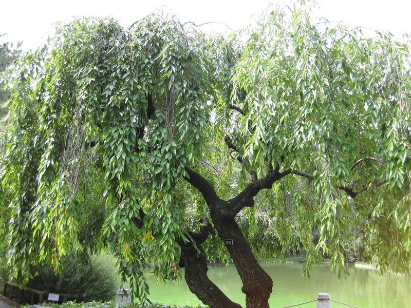 File:1280px-IMG 0651 bbg09.jpg