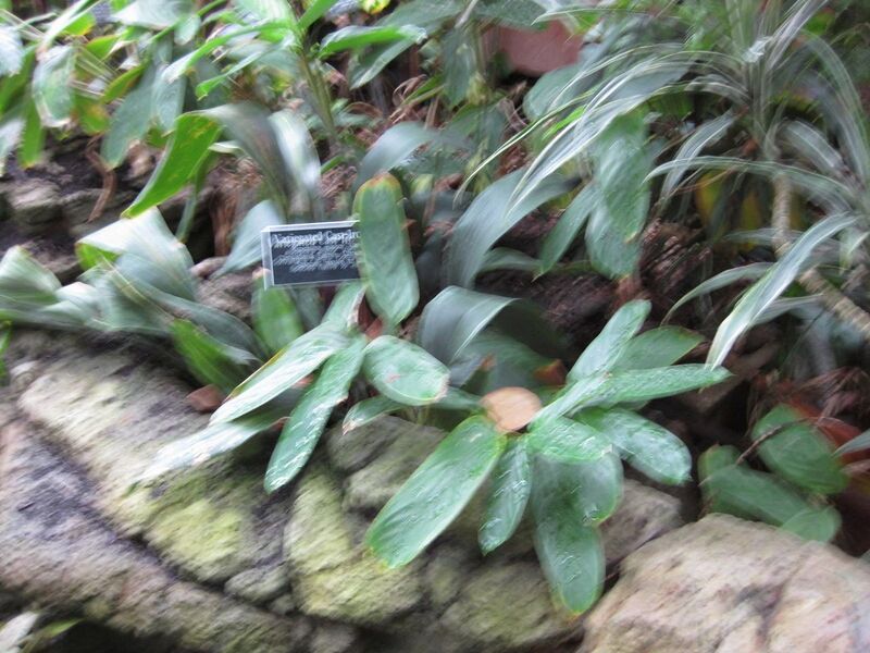 File:1280px-IMG 1075 bbg09.jpg