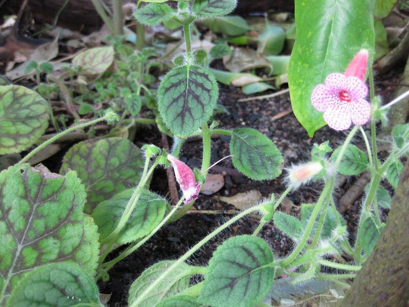 File:1280px-IMG 1765 hunt09oct.jpg