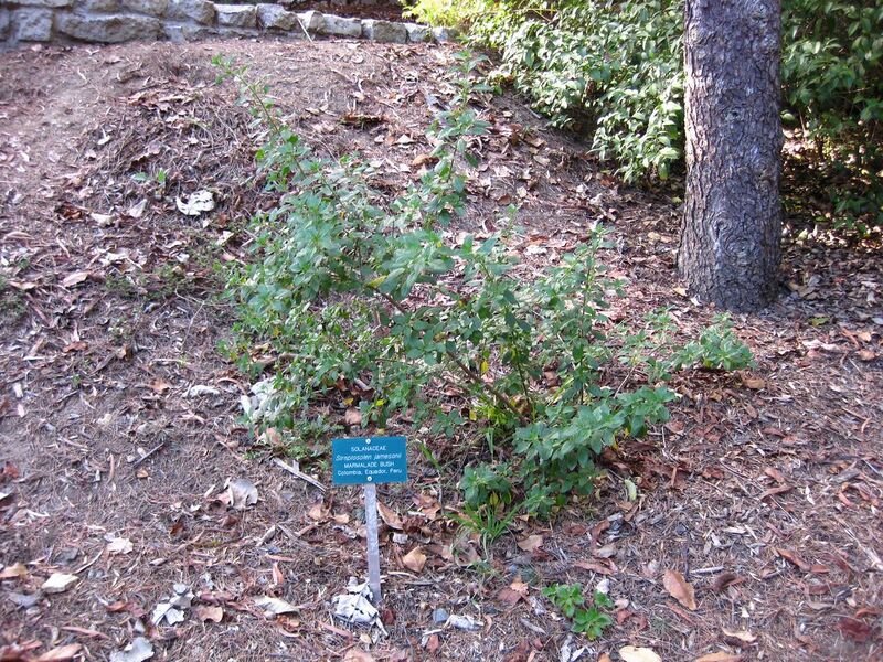 File:1280px-IMG 2496 ucla09.jpg