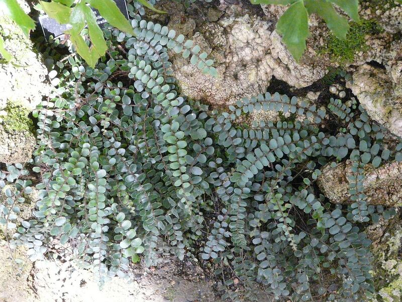 File:1280px-Phipps - 076.JPG