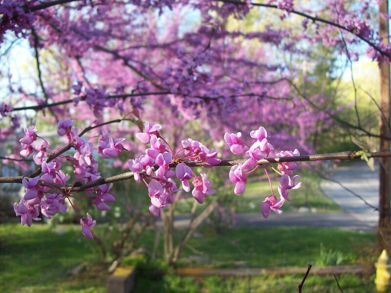 File:1280px-Redbud.jpg