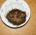 Thumbnail for version as of 09:39, 29 April 2025