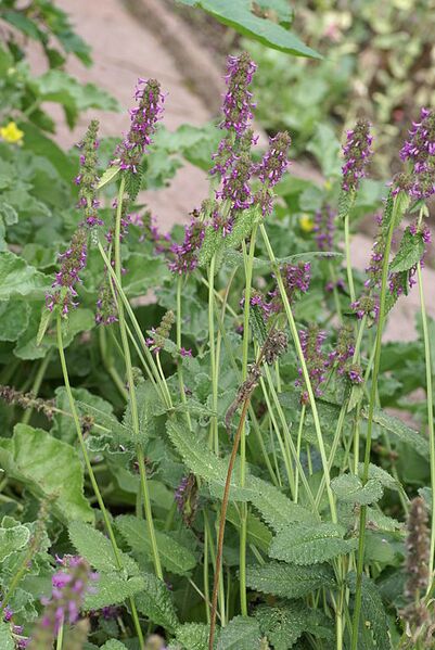 File:514px-Stachys officinalis4.JPG