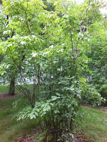 File:576px-IMG 1335 bbg09.jpg