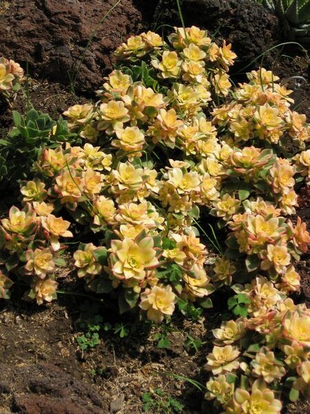 File:576px-IMG 4431 hunt0904.jpg