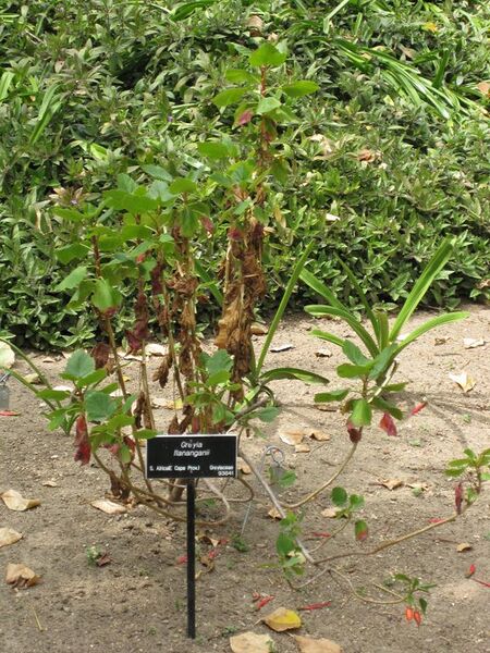 File:576px-IMG 5142 hunt0904.jpg