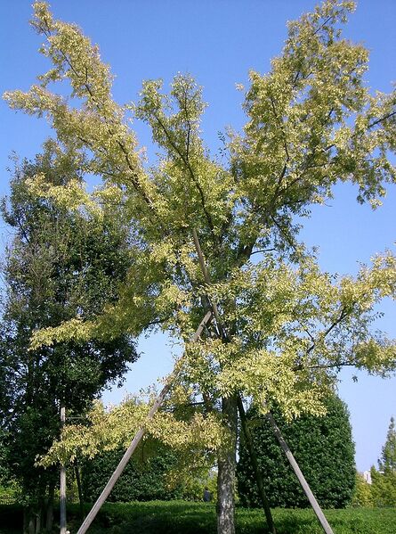 File:761px-Ulmus parvifolia3.jpg