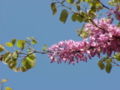 Thumbnail for version as of 14:40, 8 May 2007