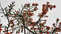 flowers in Kolkata, West Bengal, India.