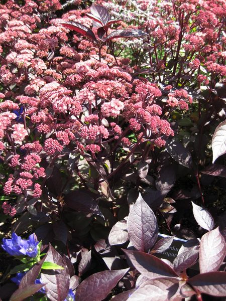 File:IMG 0016 nybg09.jpg
