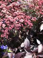 Sedum telephium 'Xenox'