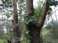 Photographed in Los Altos, CA, Redwood Nature Preserve