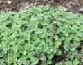 foliage of young plants