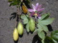 Thumbnail for version as of 20:35, 11 February 2008