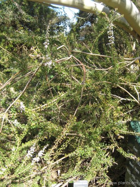 File:Petrophile biloba-conesticks-IMG 8111 sfbg0308.jpg