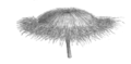 Trifolium globosum