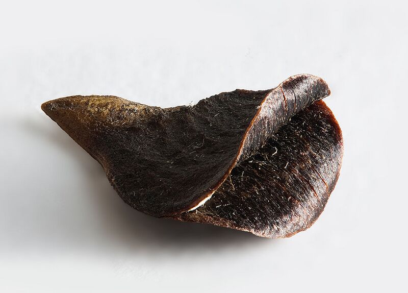 File:1024px-Banksia Marginata Seed.jpg