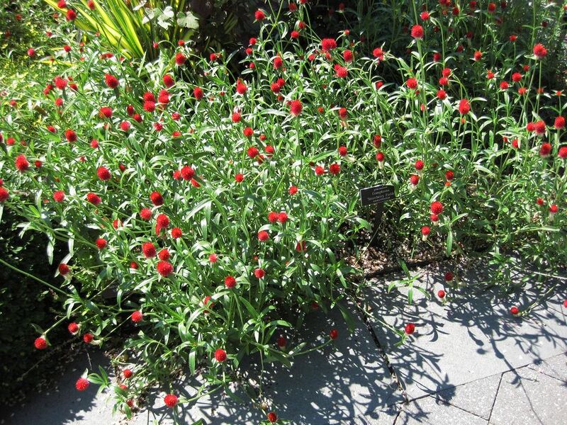 File:1024px-IMG 0119 nybg09.jpg