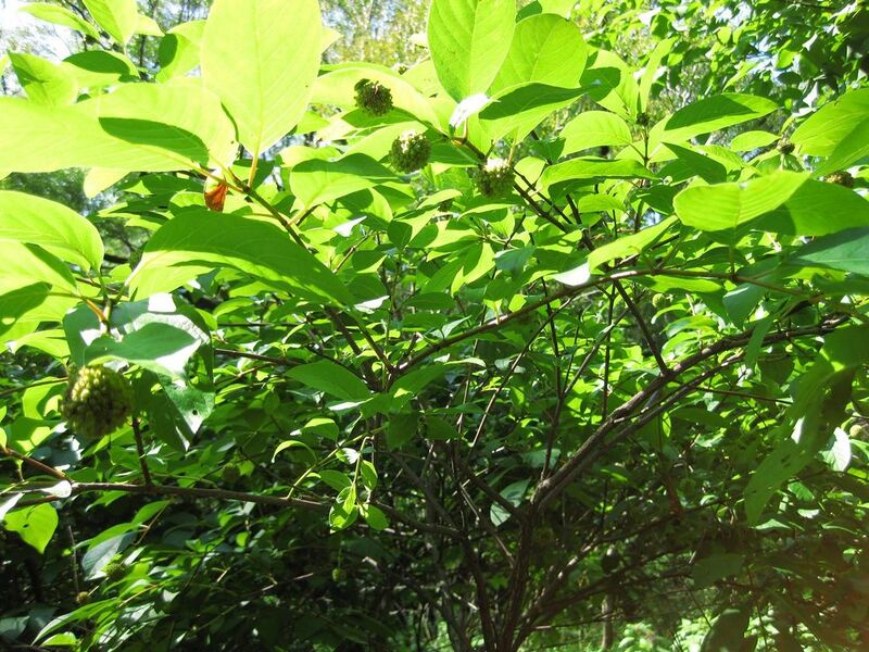 File:1024px-IMG 0346 nybg09.jpg