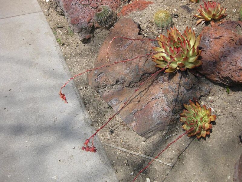 File:1024px-IMG 4242 hunt0904.jpg