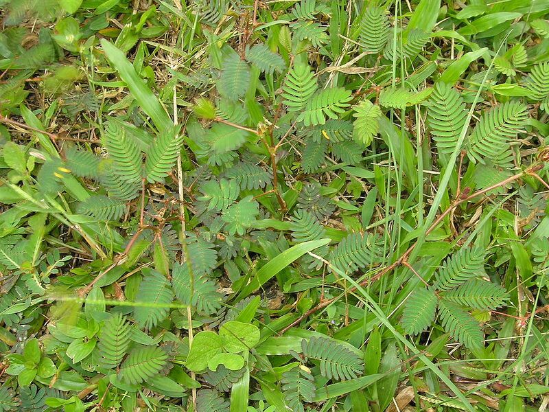 File:1024px-Mimosa Putrajaya Dec 2006 001.jpg