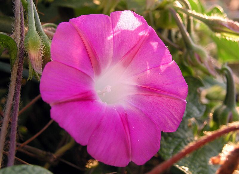 File:1024px-MorningGlory-Pink.jpg