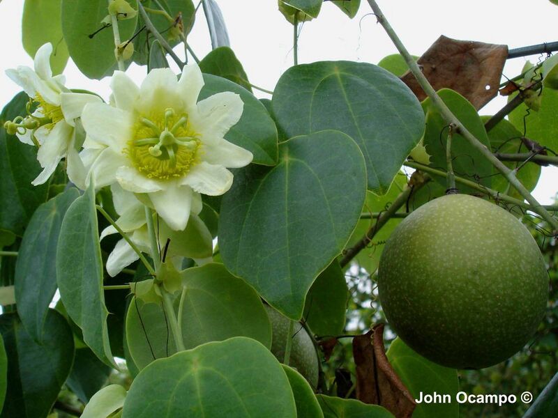 File:1024px-Passiflora guatemalensis S. Watson.JPG