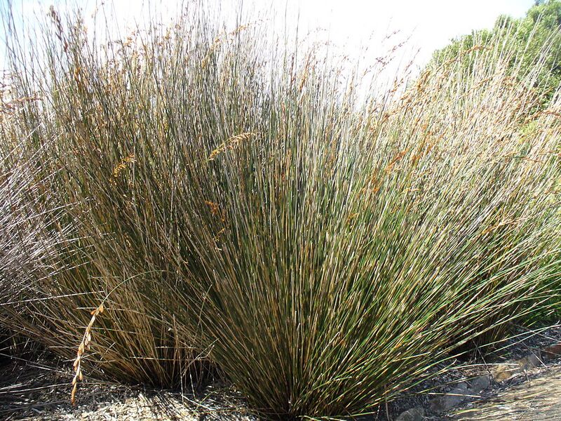 File:1024px-Thamnochortus insignis.jpg