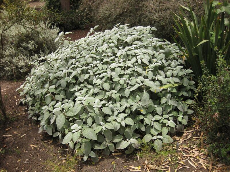 File:1280px-IMG 7269 hunt09jun.jpg