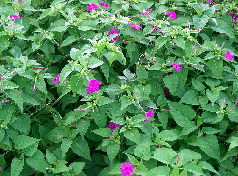 File:1280px-Mirabilis jalapa13.jpg