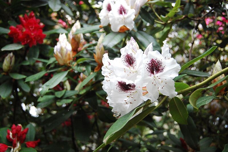 File:1280px-Rhododendron 1 Fcb981.JPG
