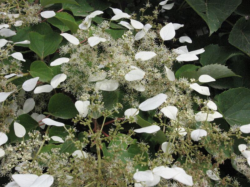 File:1280px-Schizophragma hydrangeoides 3.JPG