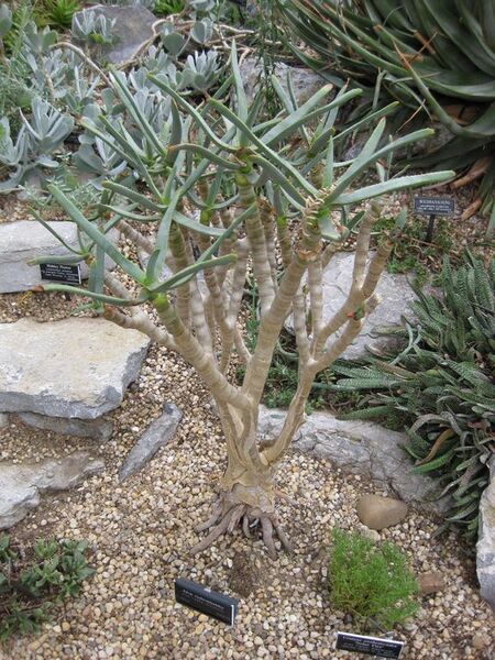 File:576px-IMG 1280 bbg09.jpg