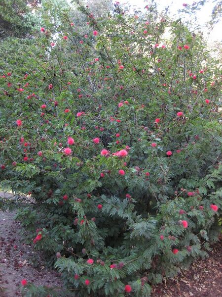 File:576px-IMG 2682 ucla09.jpg