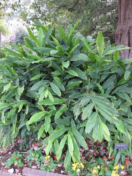 File:576px-IMG 5357 hunt0904.jpg